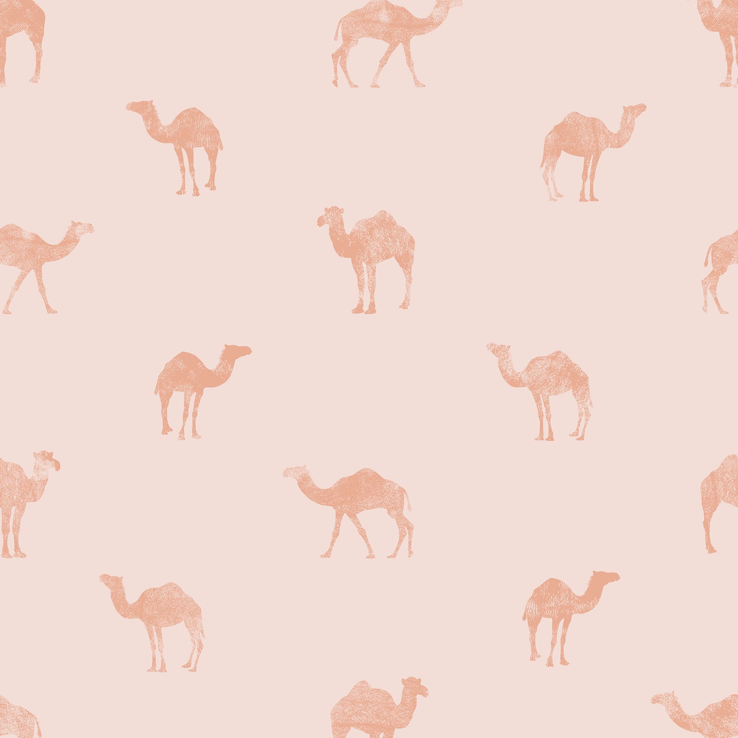 Classy Camel