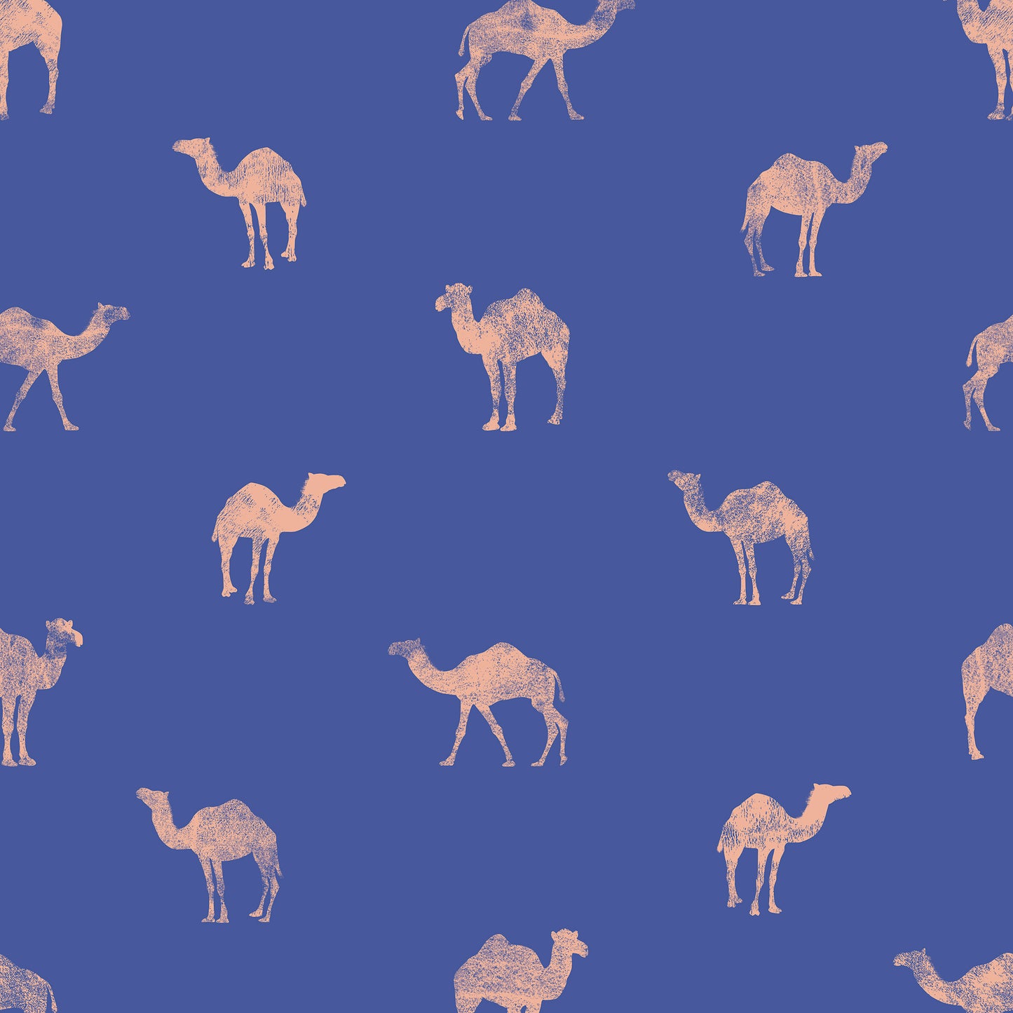 Classy Camel